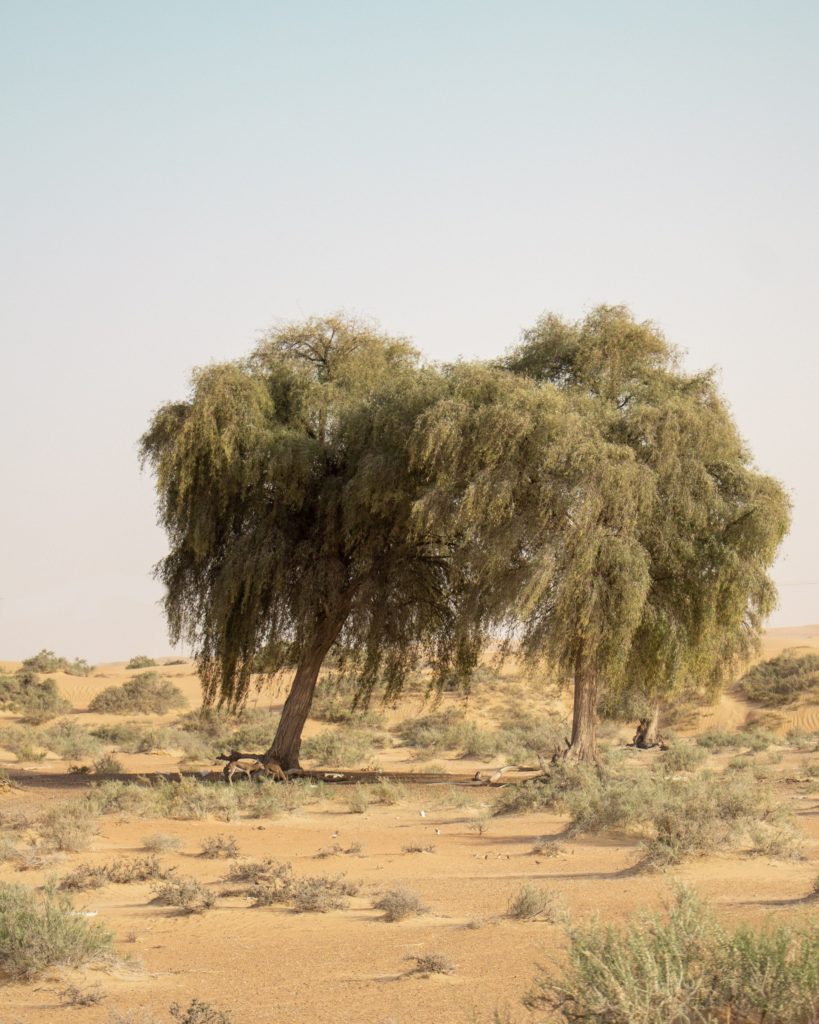 Deserto di Dubai