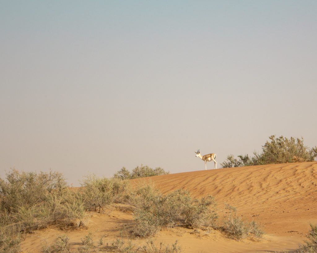 Deserto di Dubai