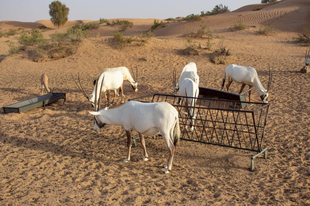 Deserto di Dubai